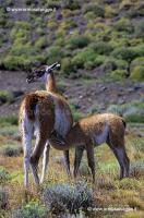 Guanaco che allatta 32-08-03